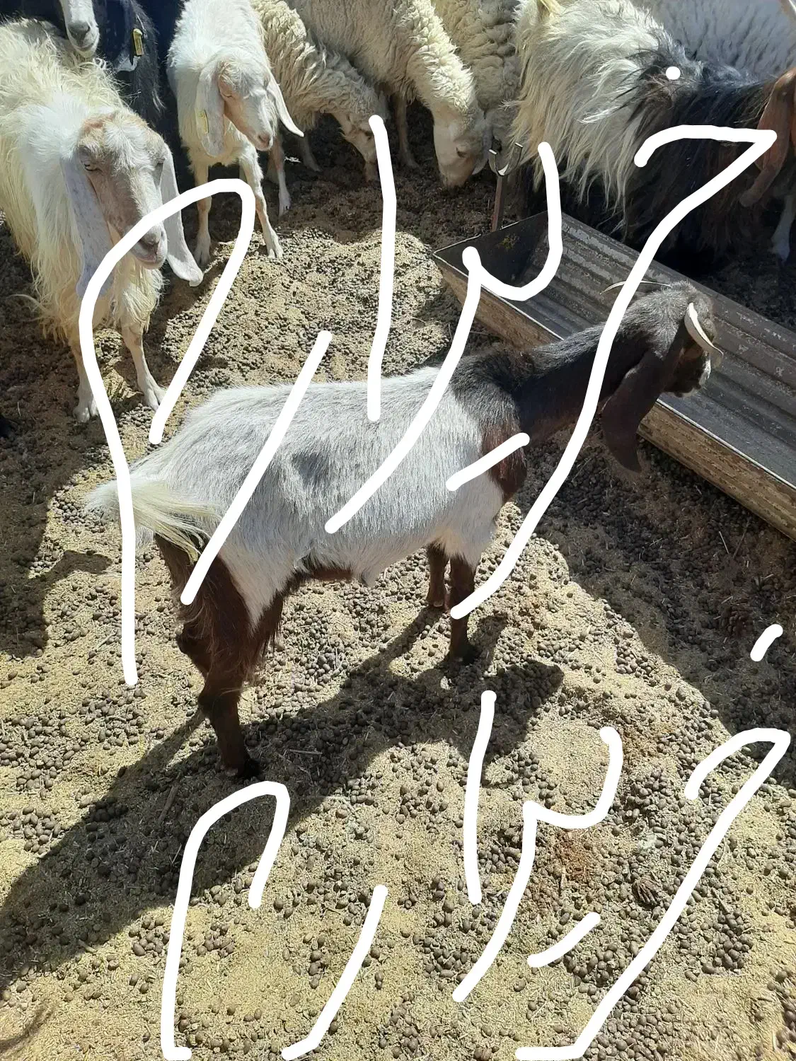 سلام  نان خشک گوسفندی کیلو۱۵هزارتوم|لوازم جانبی حیوانات|سرایان, |دیوار