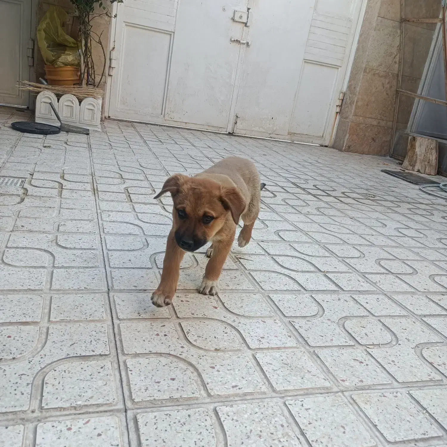 واگذاری توله سگ رایگان|سگ|کرمانشاه, |دیوار