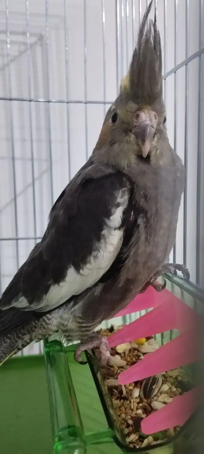 گمشده|حیوانات|مریوان, |دیوار