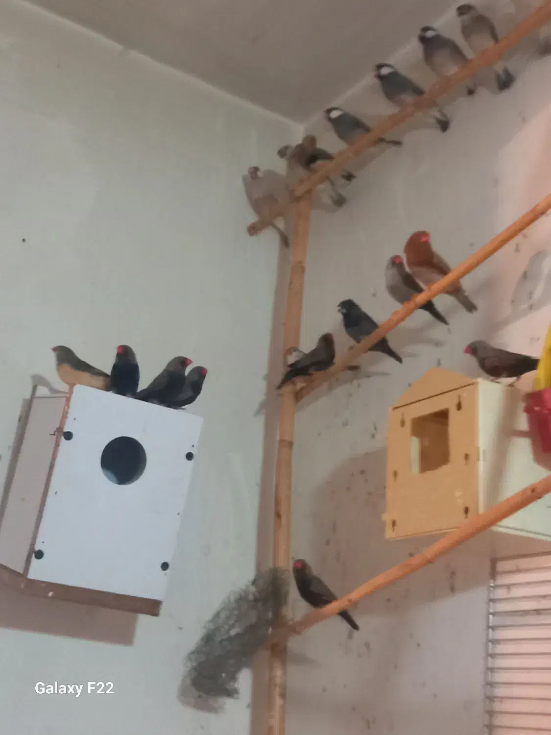 فنچ کینگ|پرنده|هشتگرد, شهرک ولیعصر (مصلی)|دیوار