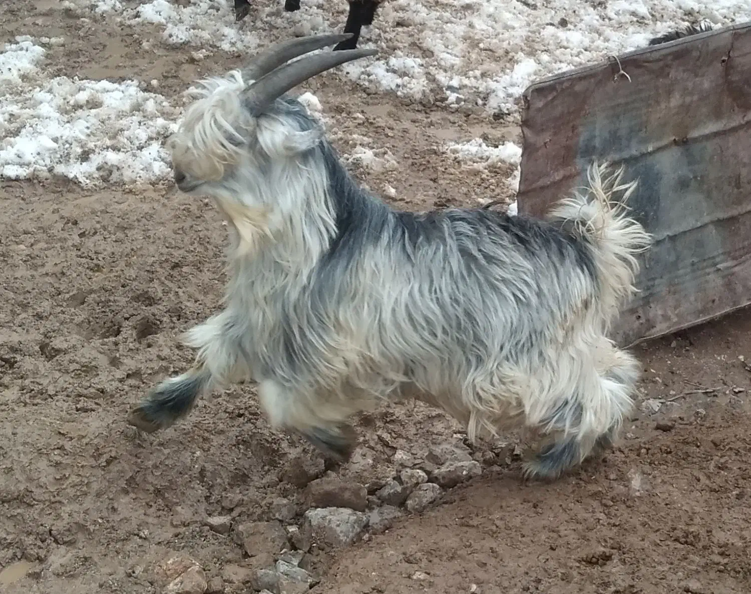 بیگ داشتی|حیوانات مزرعه|اردل, |دیوار