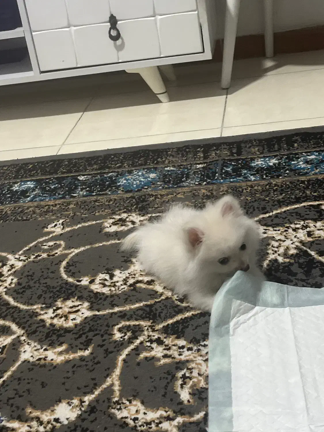 سگ پامر|سگ|تهران, مهرآباد جنوبی|دیوار