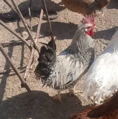 فروش خروس محلی|حیوانات مزرعه|یاسوج, |دیوار