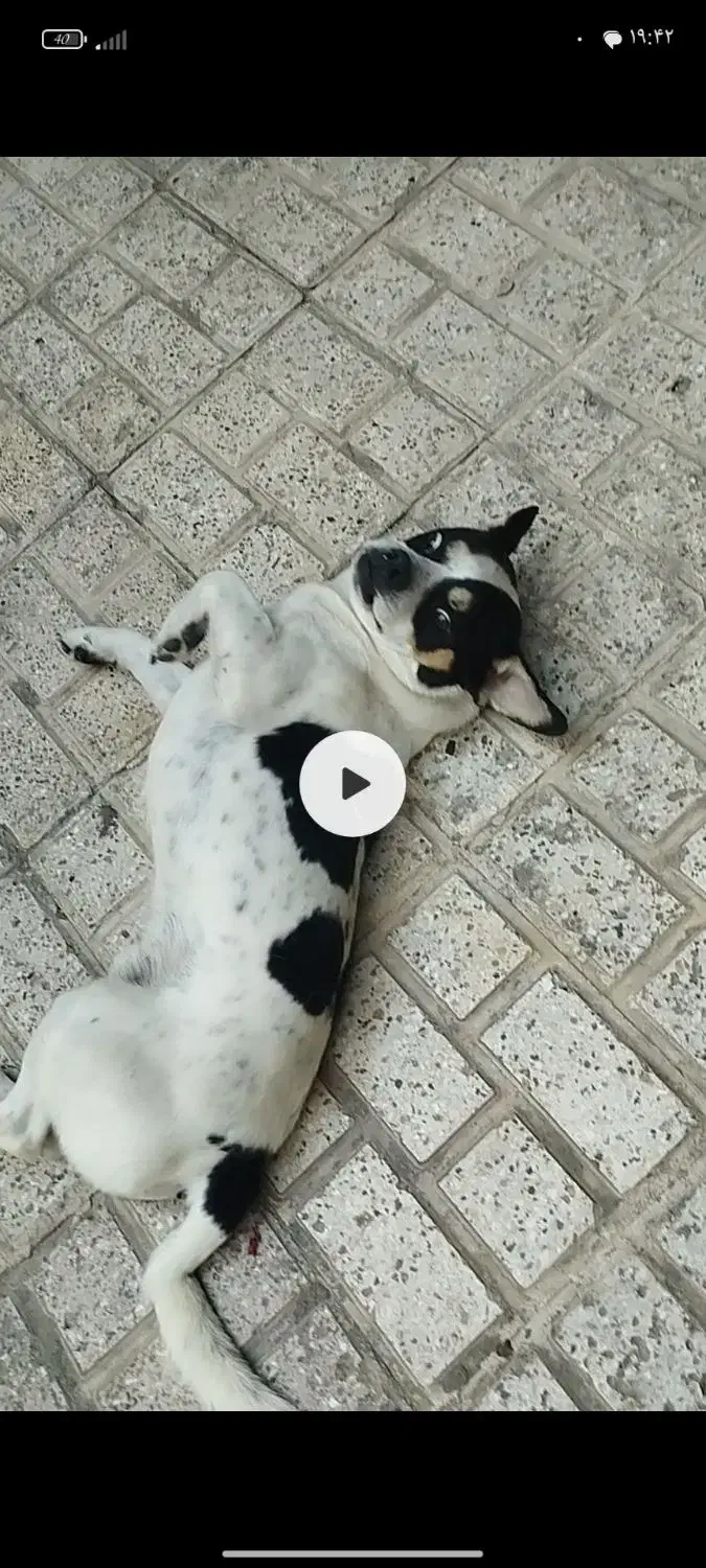 سگ گمشده|سگ|مشهد, طرق|دیوار