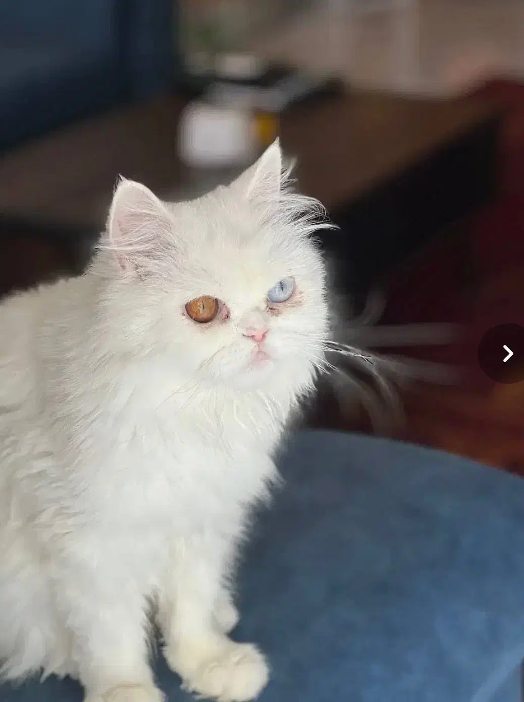 گربه پرشین چشم دورنگ|گربه|مشهد, جاهد شهر|دیوار