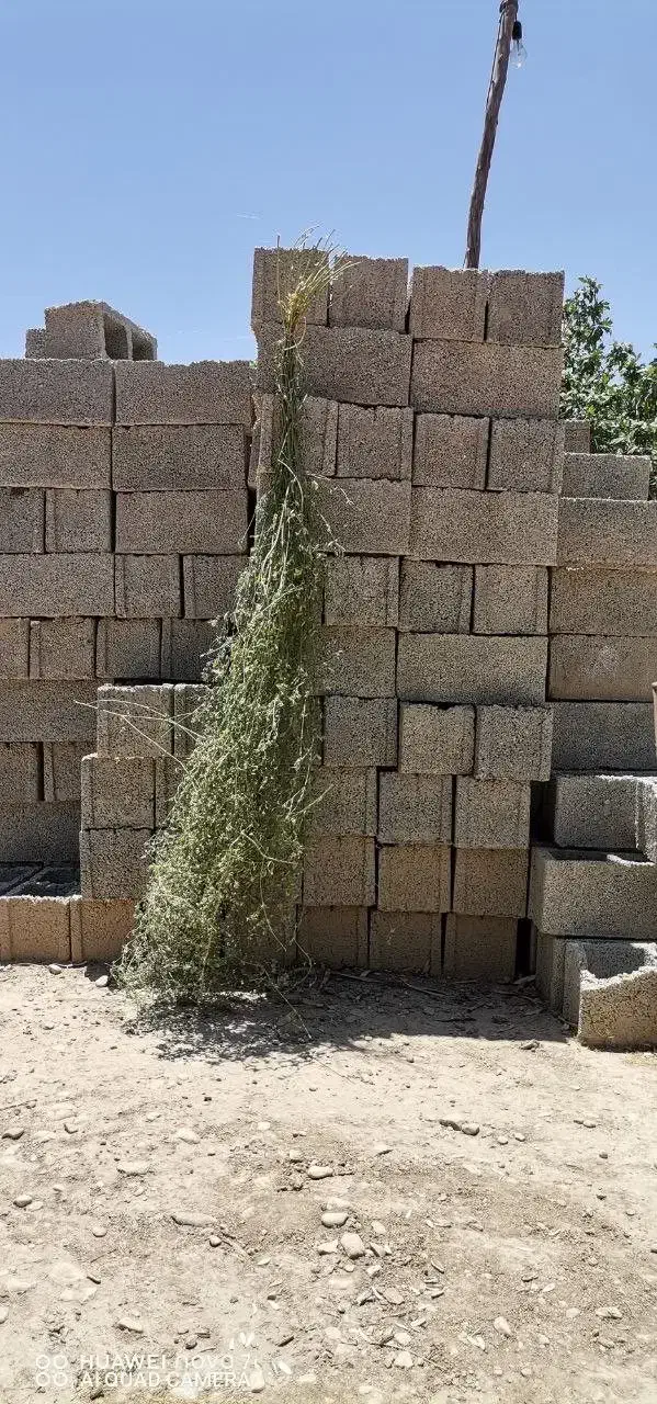 بذر یونجه با عملکرد بالا|خدمات باغبانی و درختکاری|رامشیر, |دیوار