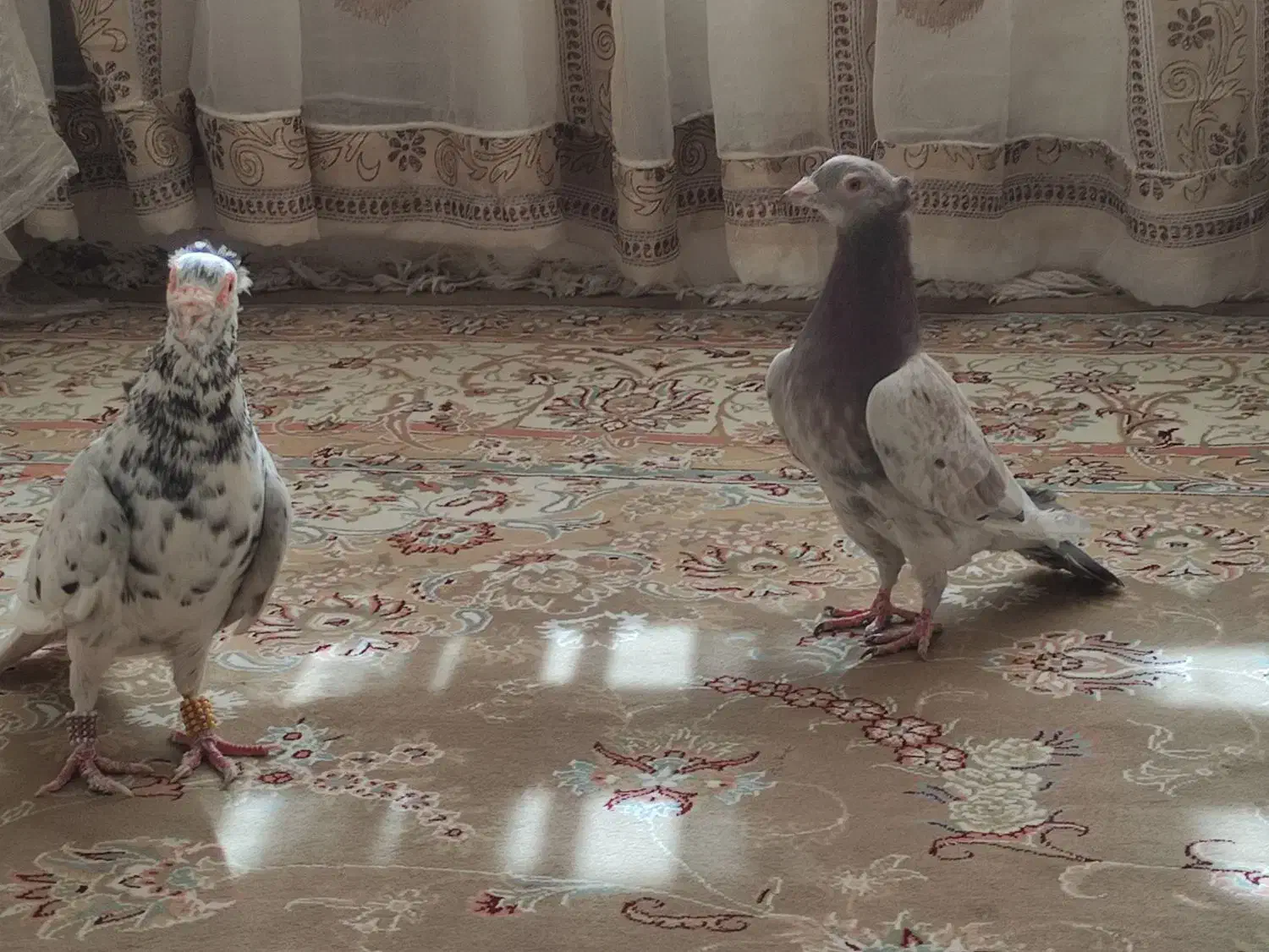 هفترنگ کاکلی عطیقه کاشمر|پرنده|خلیل آباد, |دیوار