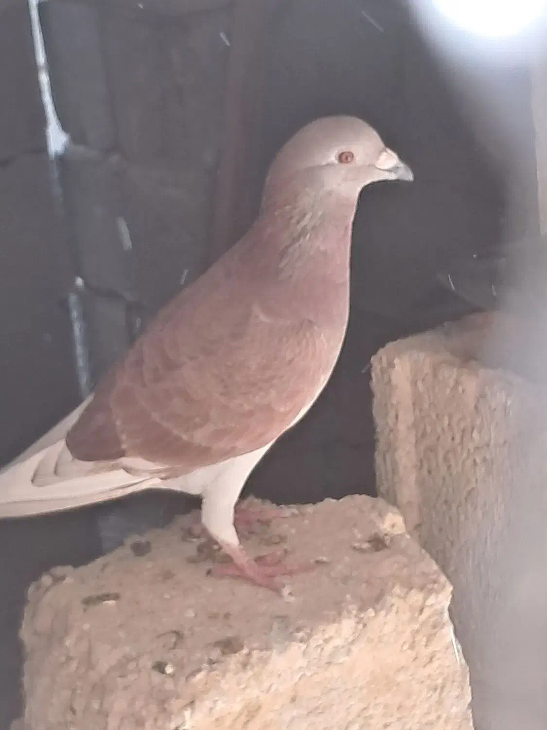 کبوتر|پرنده|شبانکاره, |دیوار