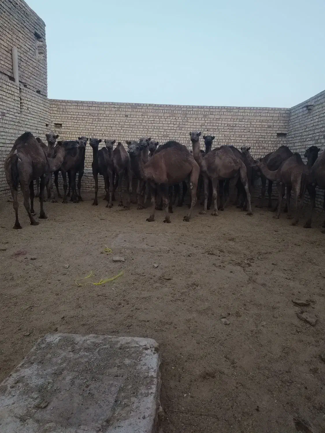 شتر چاق و بچه شتر درهمه وزن|حیوانات مزرعه|قم, نوقطار|دیوار