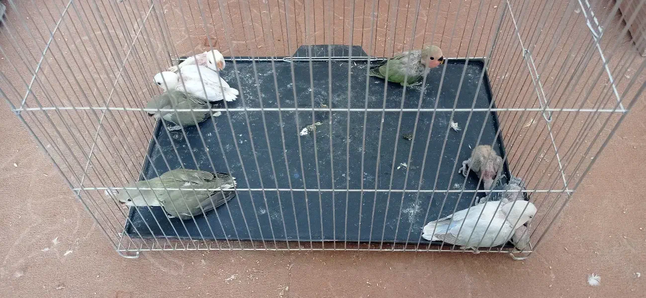 کوتوله عروس هلندی|پرنده|سبزوار, کهنه آب|دیوار