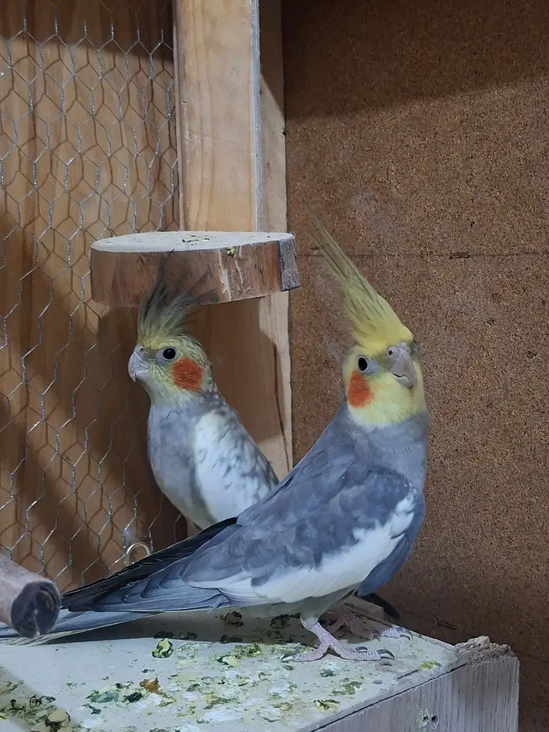 عروس هلندی|پرنده|قم, نیروگاه|دیوار