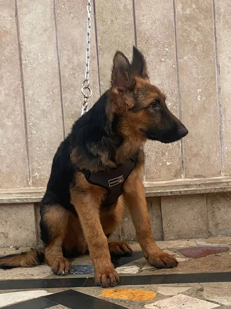 توله ژرمن|سگ|چالوس, |دیوار