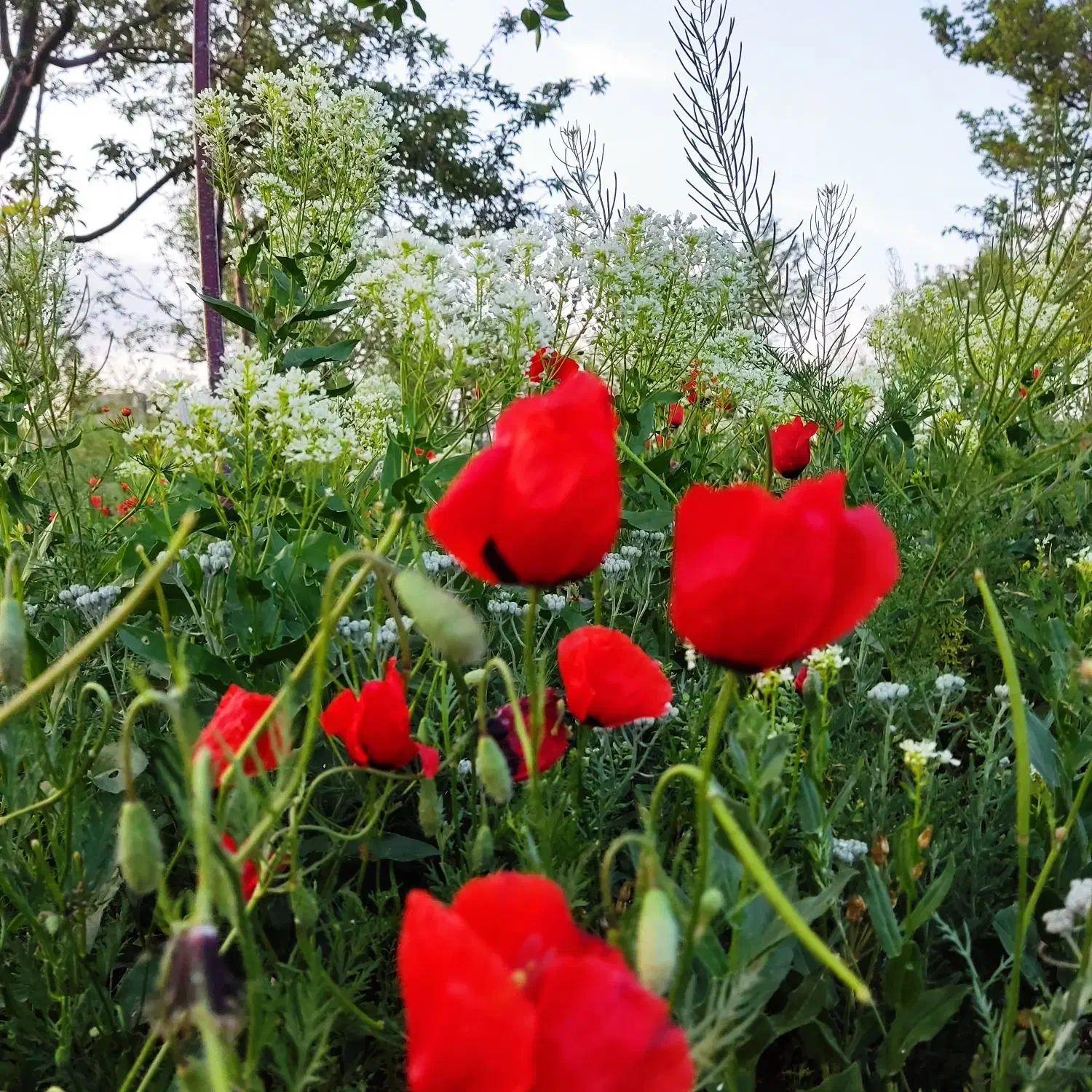 زمین مسکونی روستایی چتز|فروش زمین و ملک کلنگی|زنجان, |دیوار