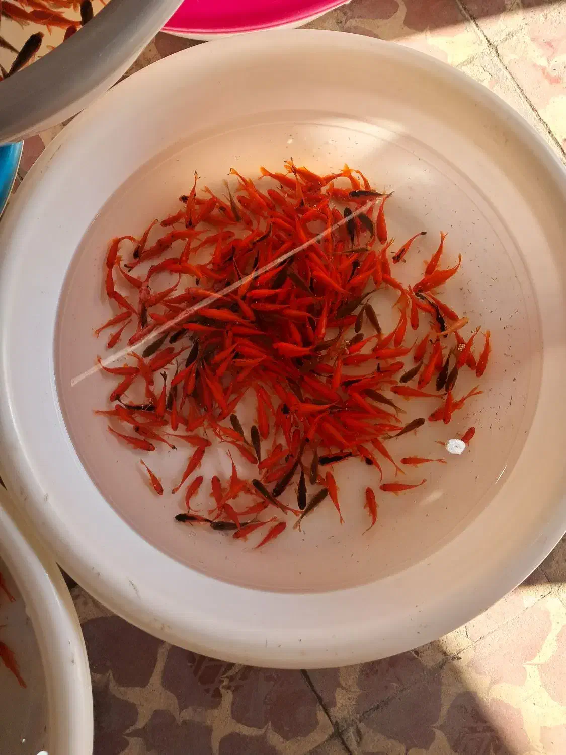 ماهی‌قرمز‌شب‌عید|ماهی|اردبیل, |دیوار