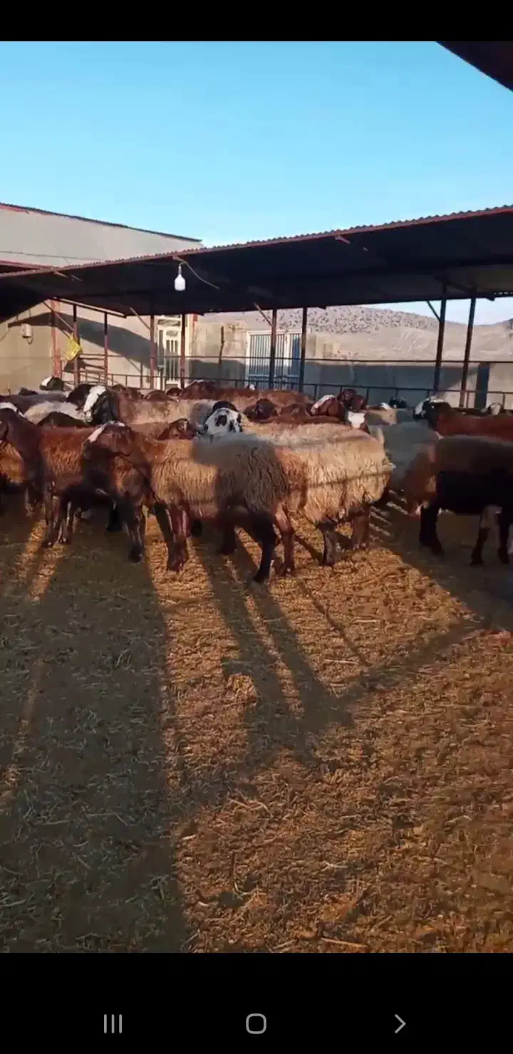 شراکت برای دامپروری|حیوانات مزرعه|کوهدشت, |دیوار