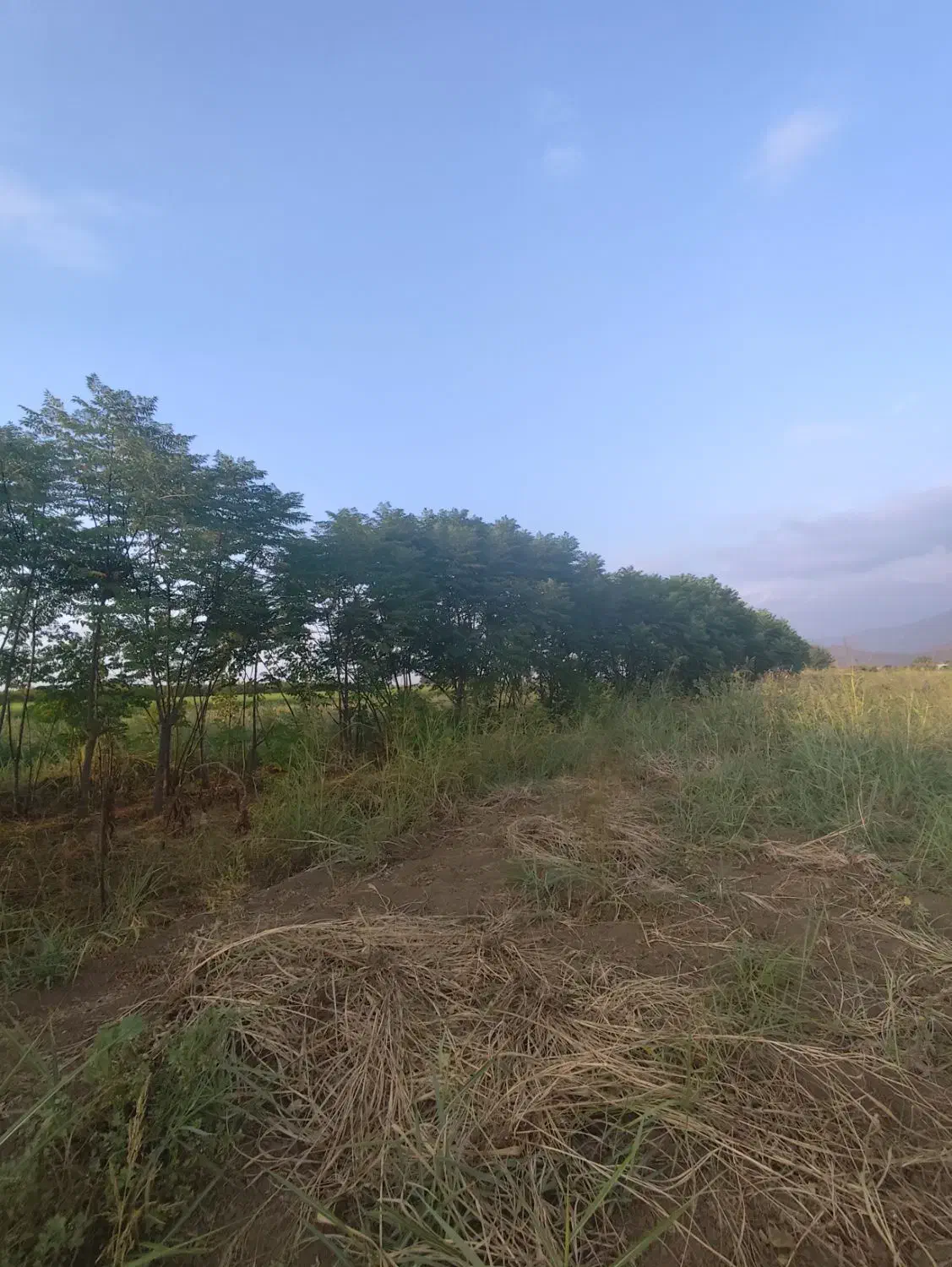 درخت|حراج|خان ببین, |دیوار