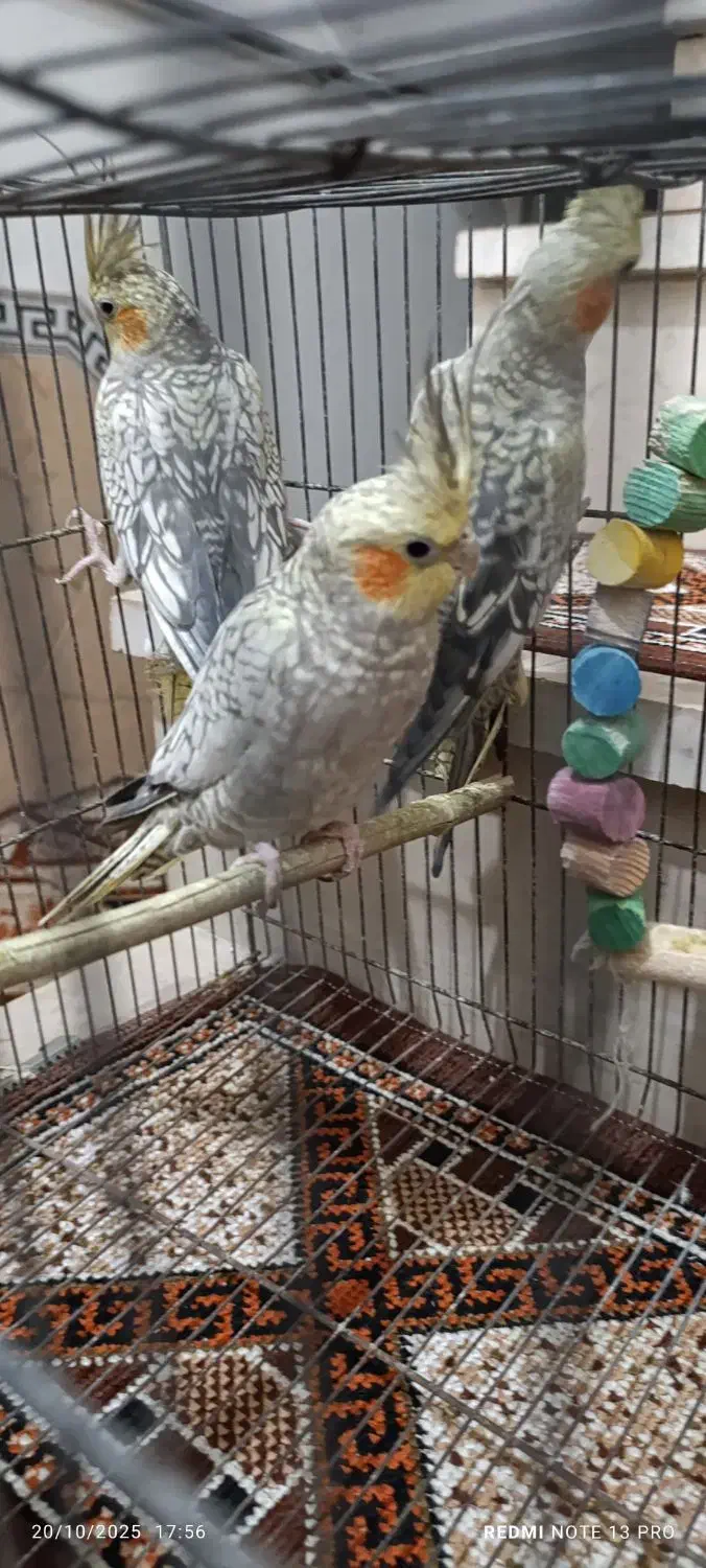 عروس هلندی|پرنده|نسیمشهر, |دیوار