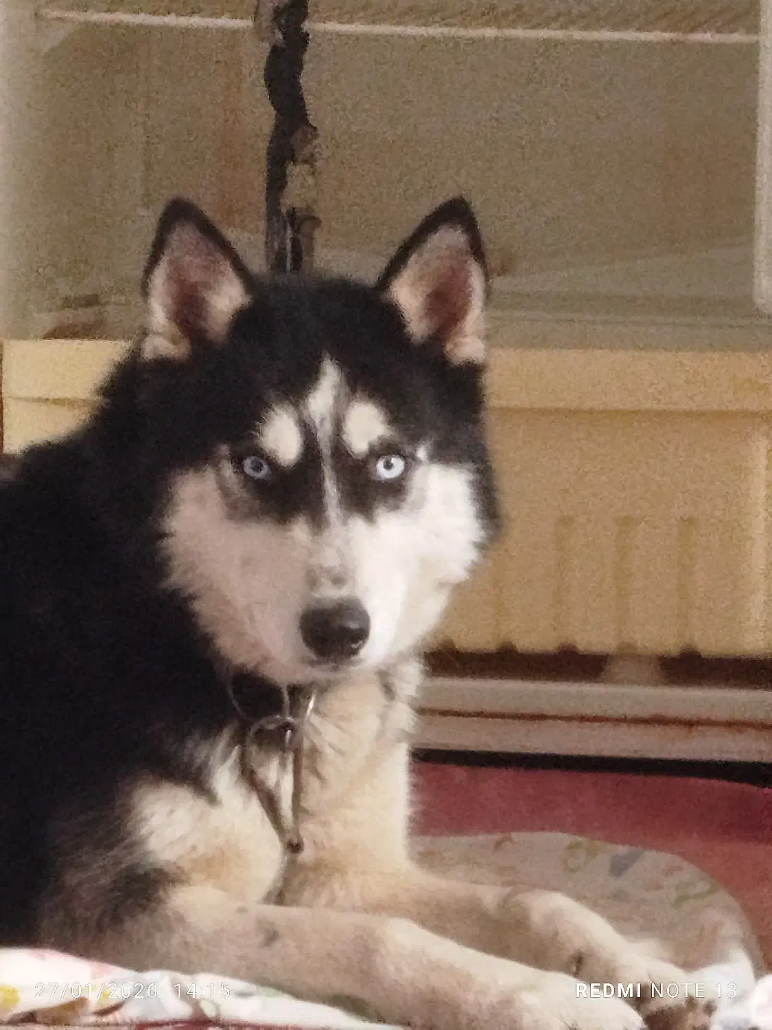 هاسکی|سگ|رشت, کوی جام جم|دیوار