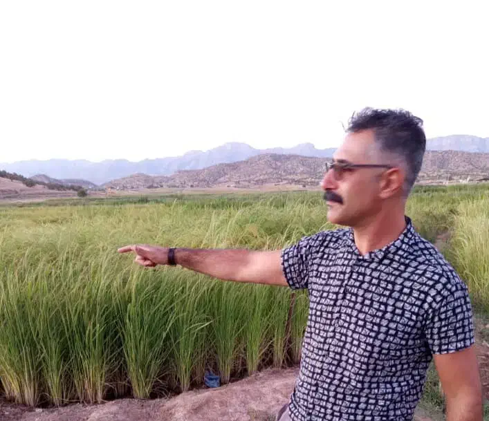 پخش انواع برنجهای ایرانی مستقیم از شالیزارهای شمال|خوردنی و آشامیدنی|فردیس, منظریه|دیوار