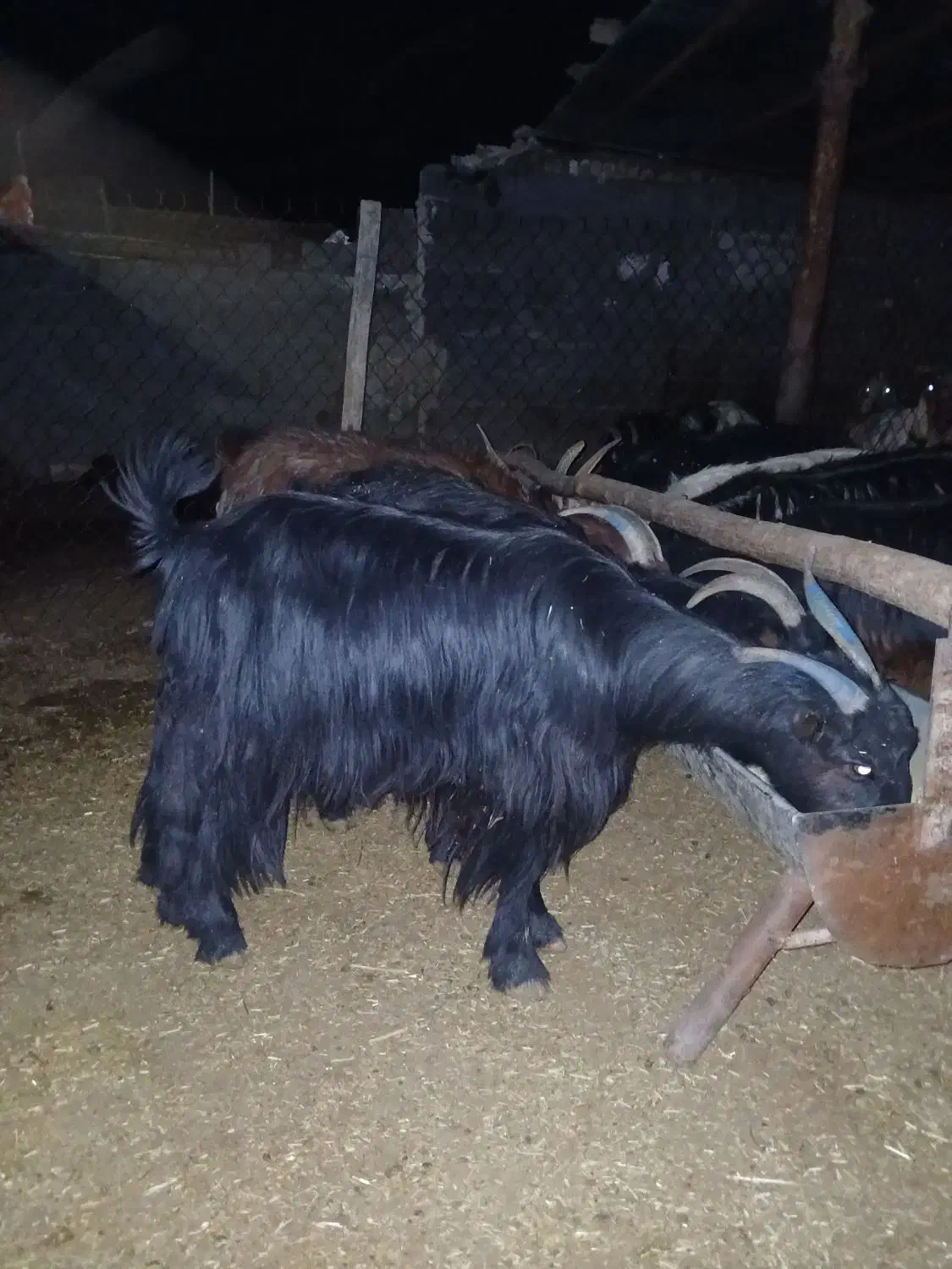 بز چاق جوان|حیوانات مزرعه|مرودشت, دولت آباد|دیوار