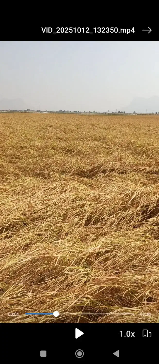 اجاره3 هکتار زمین کشاورزی درروستای رامجردی رامجرد|اجارهٔ دفتر صنعتی، کشاورزی، تجاری|درودزن, |دیوار