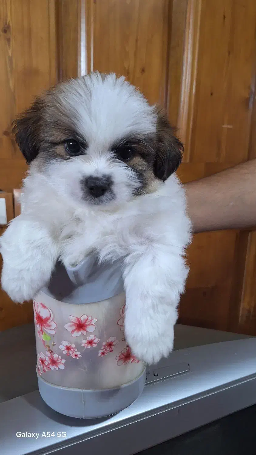 مادر و توله میکس شیتزو فلت و پامر روباهی اصیل|سگ|مشهد, کلاکوب|دیوار