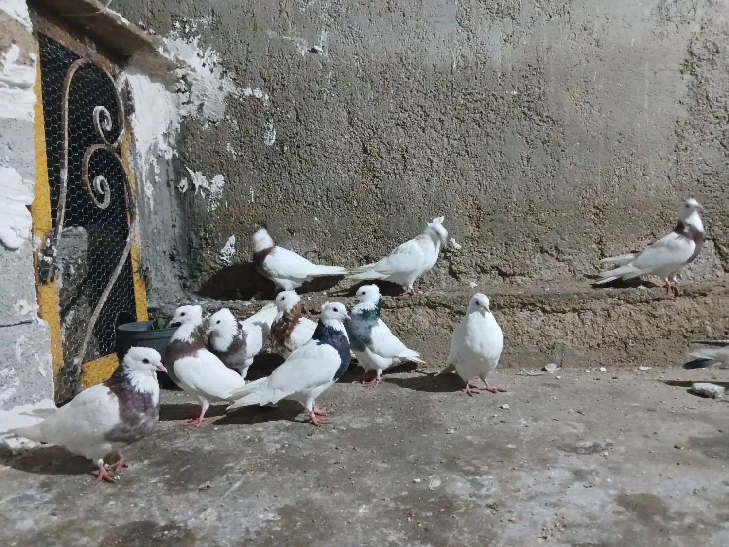 طوقی|پرنده|برازجان, |دیوار