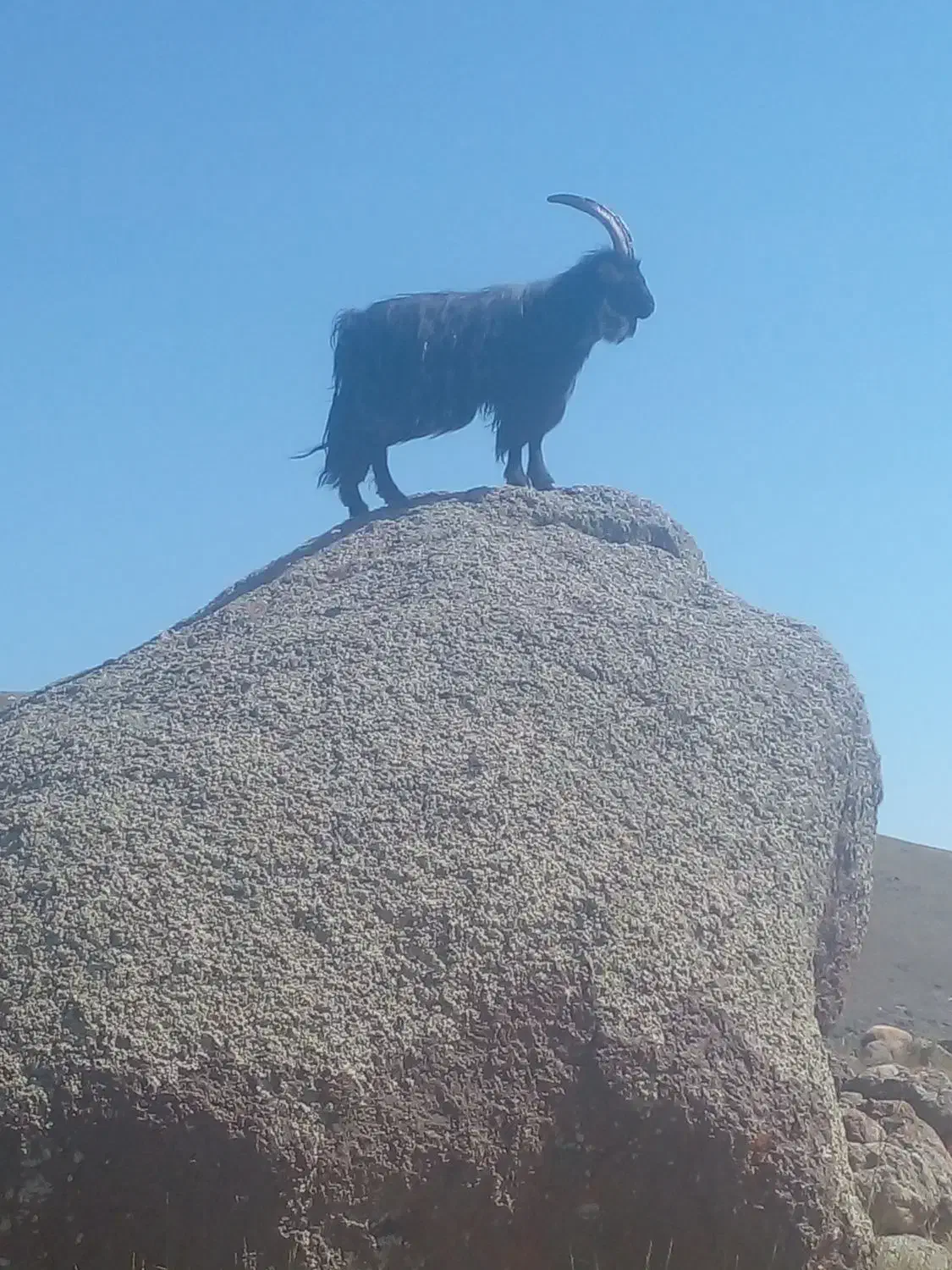 بز نر|حیوانات مزرعه|اردبیل, |دیوار