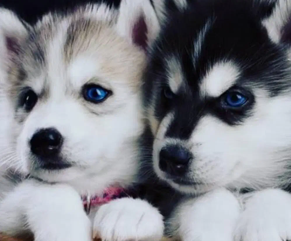 فروش. واگذاری|سگ|لار, |دیوار