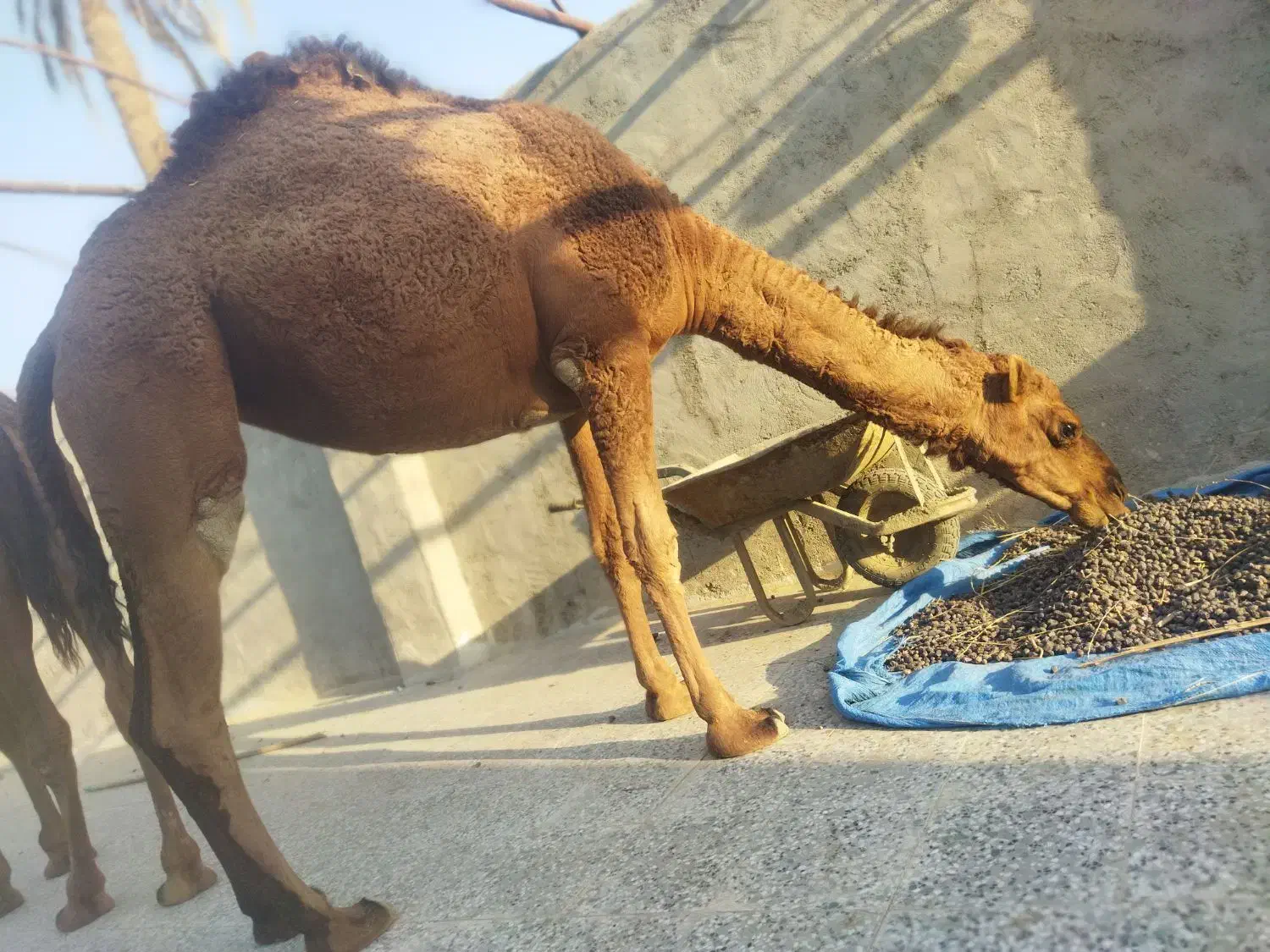 شتر در بافق|حیوانات مزرعه|بافق, |دیوار