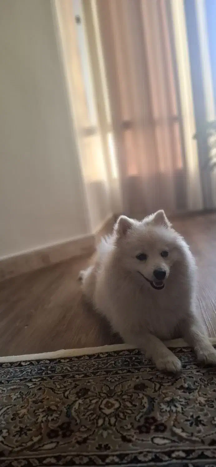 سگ گمشده|سگ|تهران, شارق|دیوار