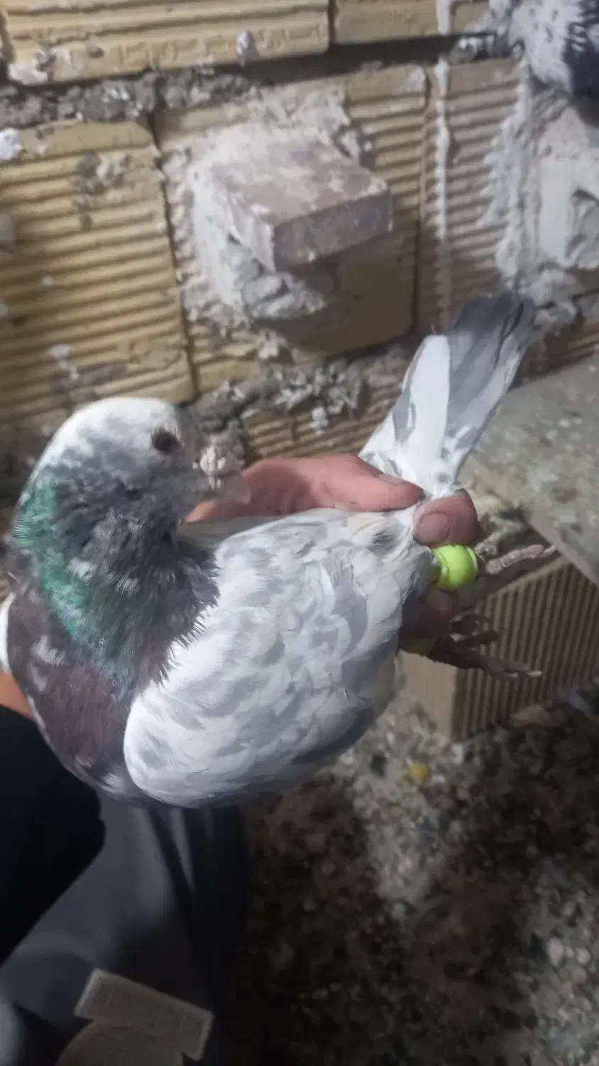 ۳ عدد نره پرشتی|پرنده|خرمآباد, |دیوار