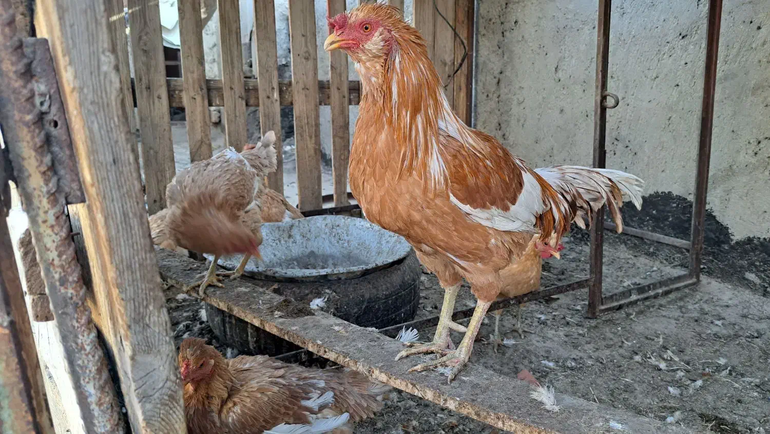 مرغ و  خروس|حیوانات مزرعه|زاهدان, |دیوار