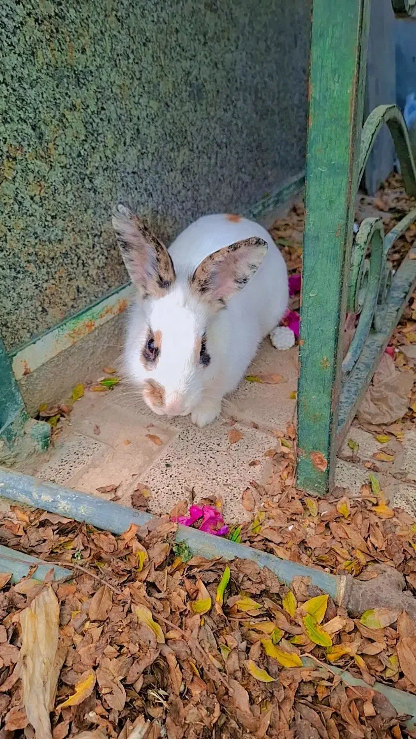 خرگوش بازی گوش|موش و خرگوش|تهران, افسریه شمالی|دیوار