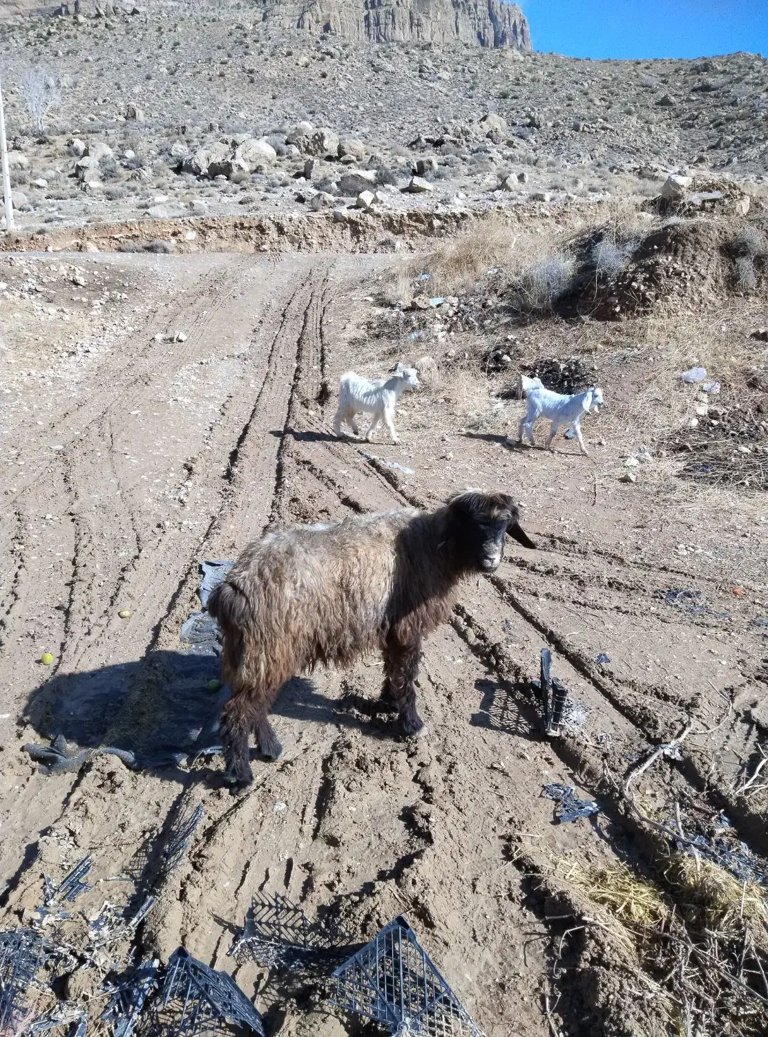 میش کهره کیلی|حیوانات مزرعه|درودزن, |دیوار