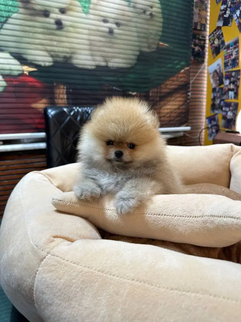 واگذاری سگ پامرانین|سگ|ری, عباسآباد|دیوار