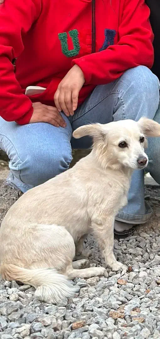 گمشده|حیوانات|خرم‌آباد, |دیوار