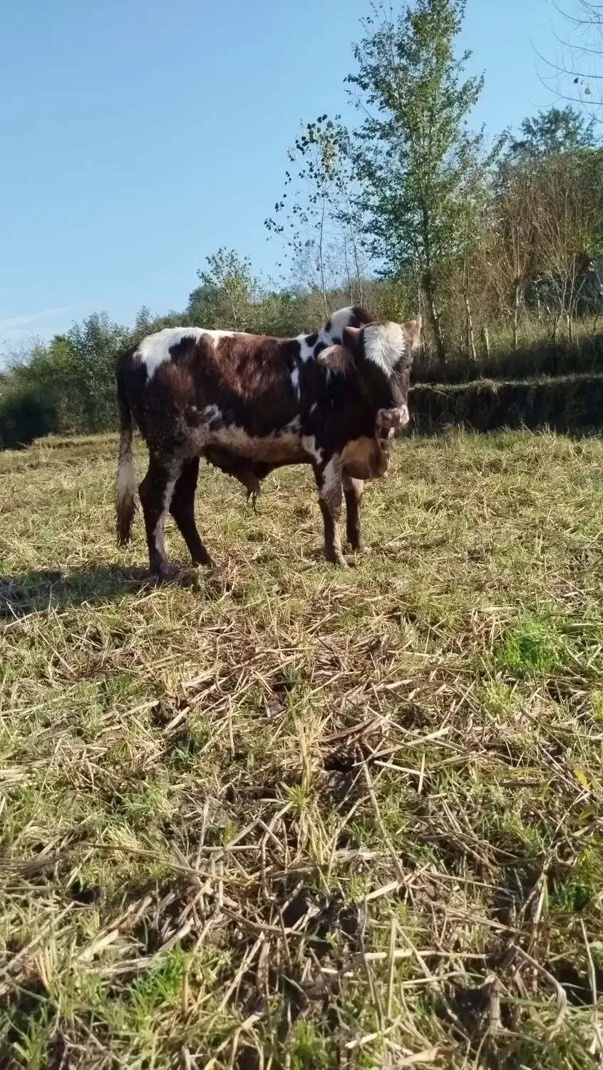 یه گوساله تنکابنی آس قیمت مقطوع|حیوانات مزرعه|اطاقور, |دیوار