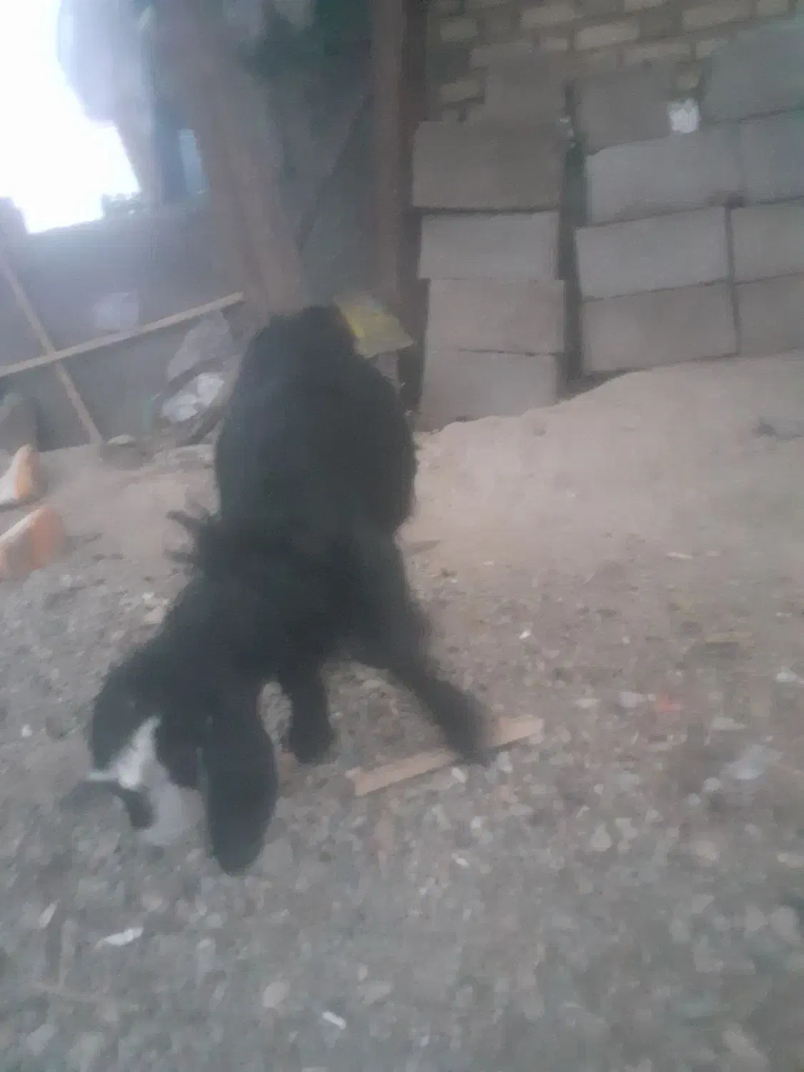 بزغاله|حیوانات مزرعه|خوی, |دیوار