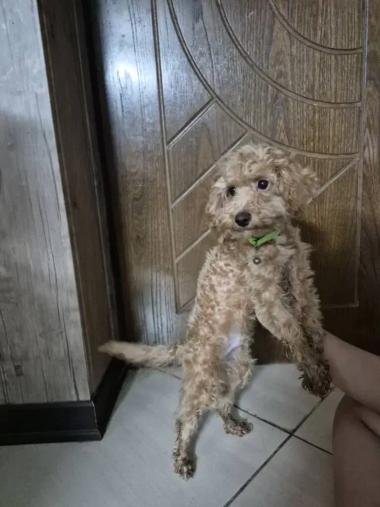 سگ پودل|سگ|اصفهان, فرهنگیان|دیوار