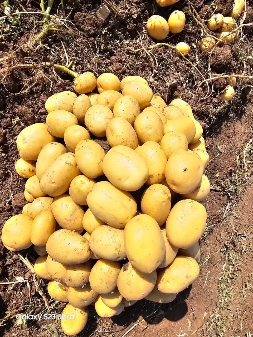 سیب زمینی بذری استان همدان|خدمات باغبانی و درختکاری|منوجان, |دیوار