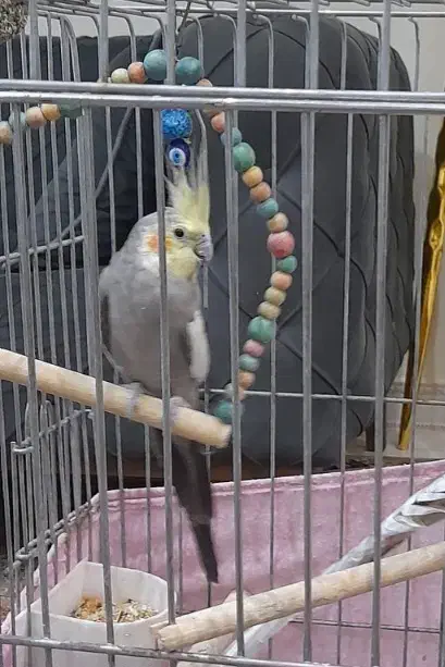 عروس‌هلندی۷ماهه700هزارتومان|پرنده|بومهن, |دیوار