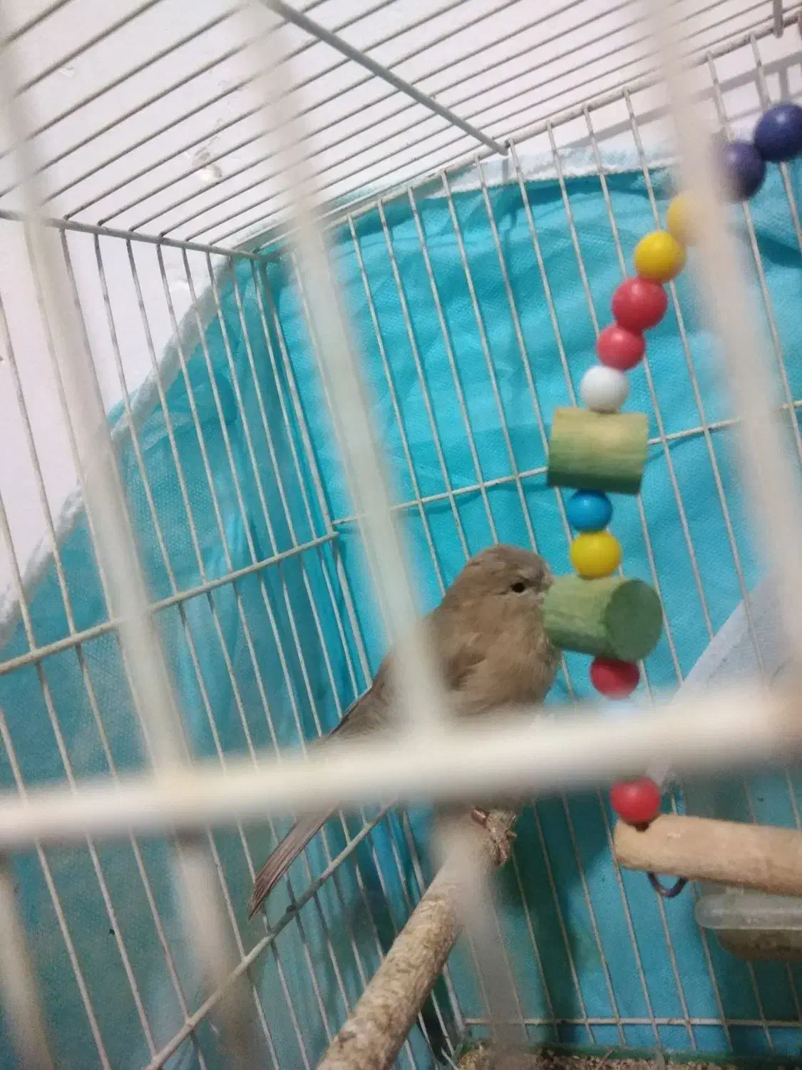 سلام دوعددقناری ماده به فروش میرسد|پرنده|مشهد, طرق|دیوار