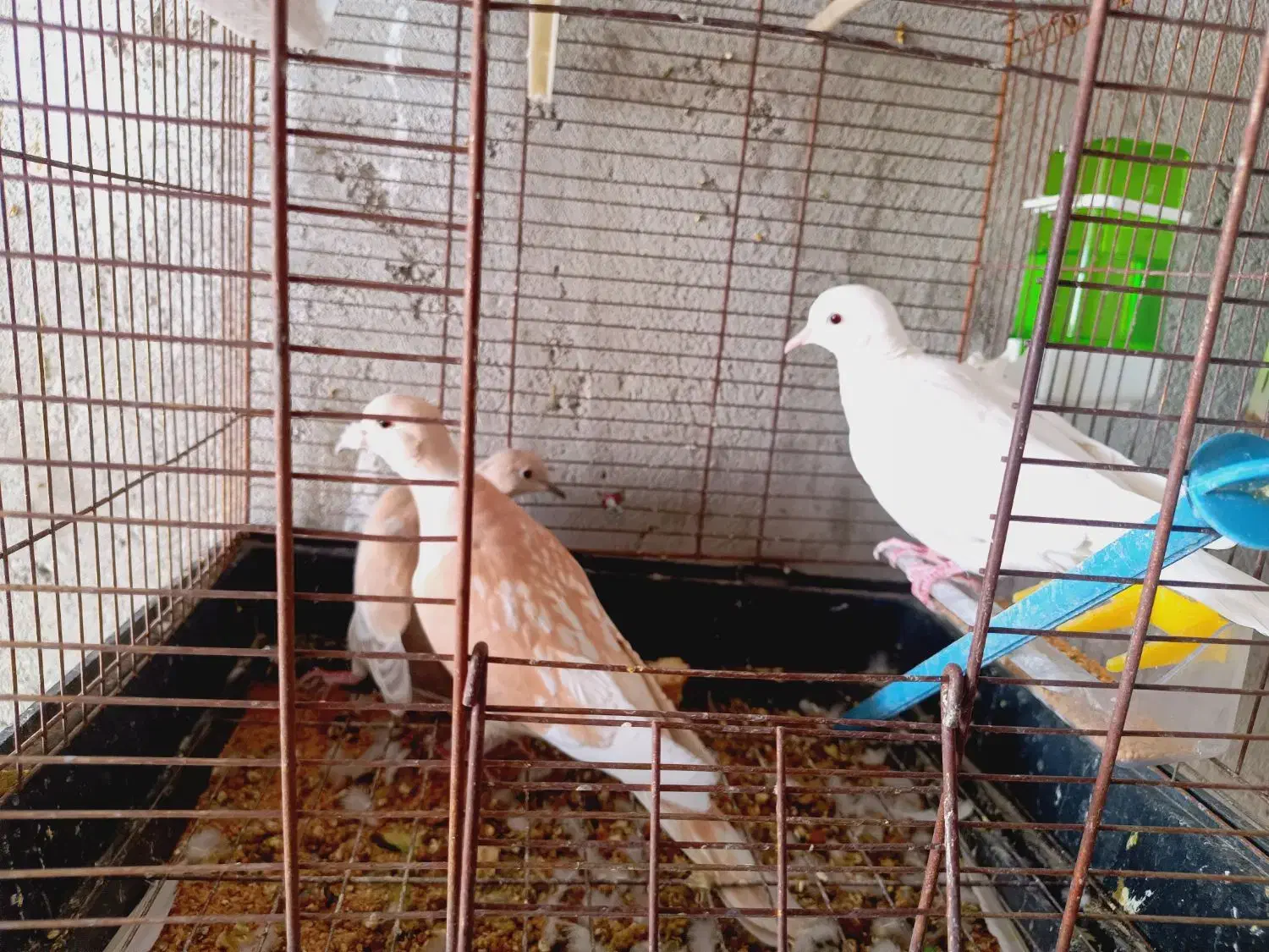 فروشی|پرنده|سراوان, |دیوار