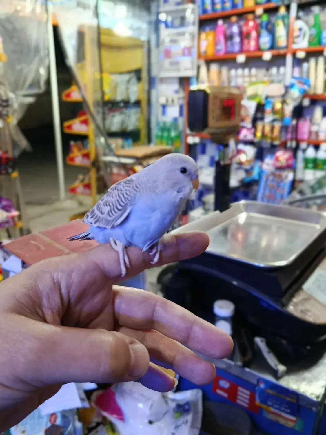 مرغ عشق جوان|پرنده|رودسر, |دیوار