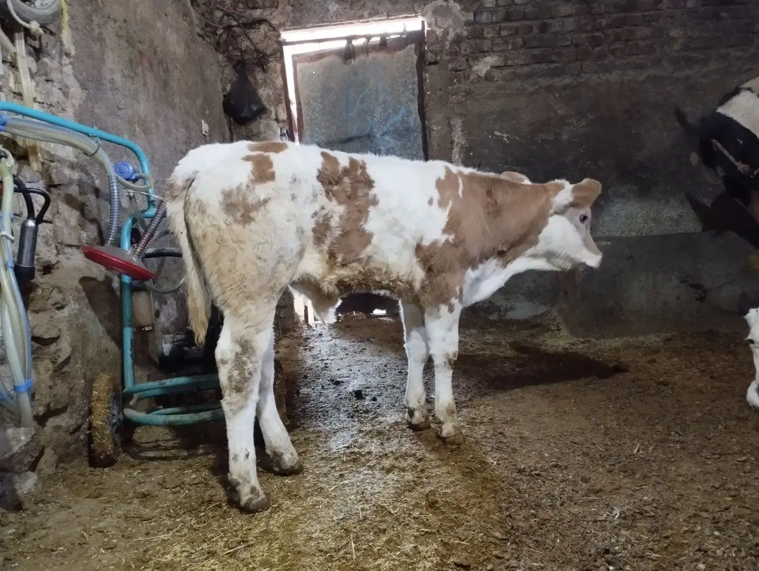 ۳راس گوساله نر جنس عالی|حیوانات مزرعه|الیگودرز, |دیوار