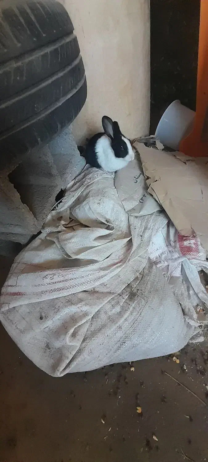 خرگوش|موش و خرگوش|بهبهان, |دیوار