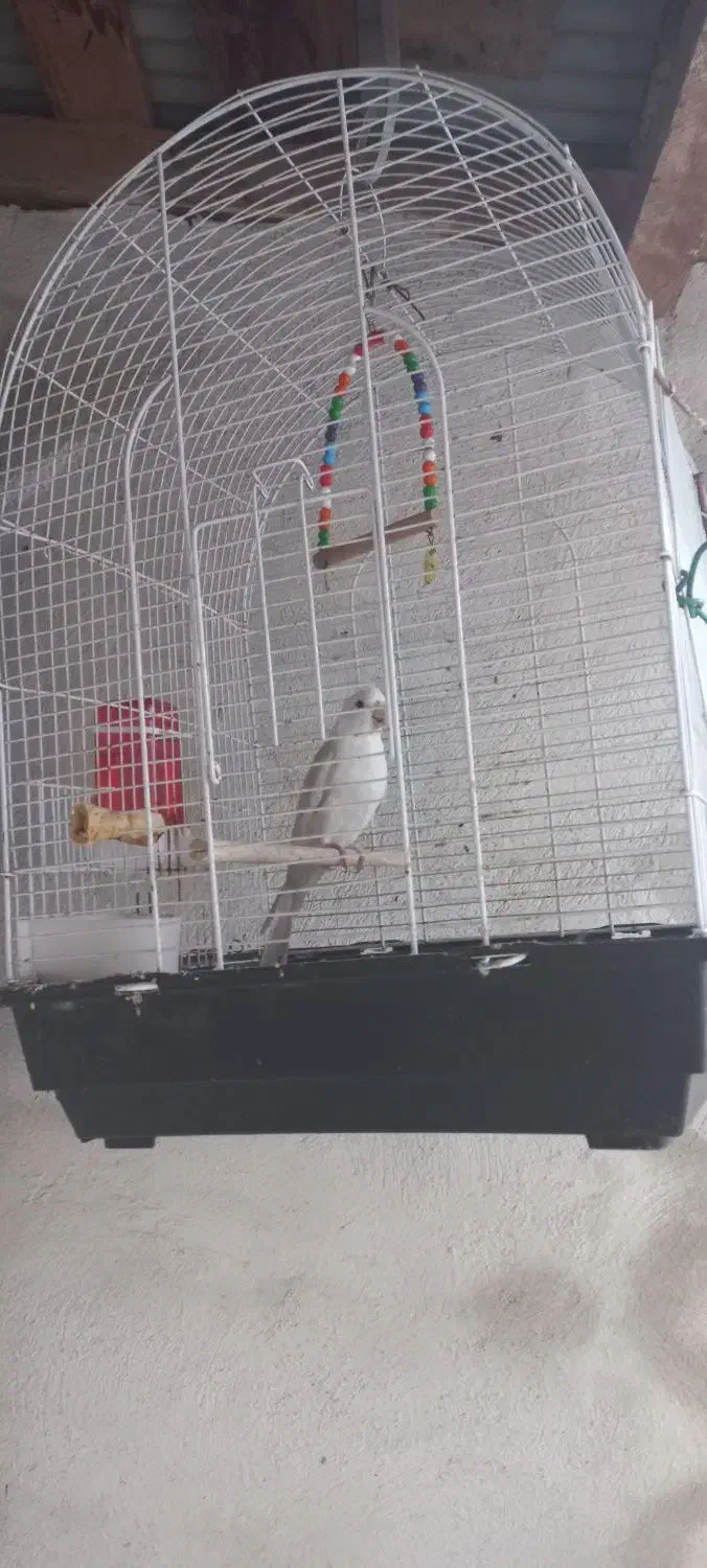 طوطی عروس آلبینو|پرنده|رشت, حومه رشت|دیوار