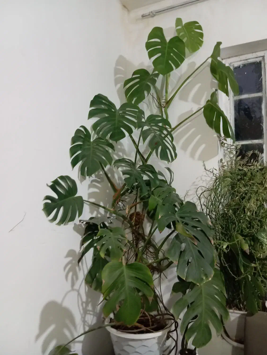 گل وگیاه|گل و گیاه طبیعی|گلبهار, نوبهار|دیوار