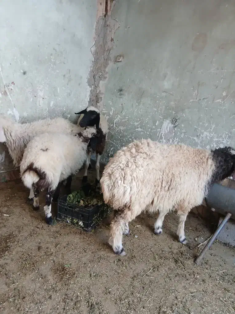 سلام ۴ عدد بر مادر|حیوانات مزرعه|یزد, |دیوار